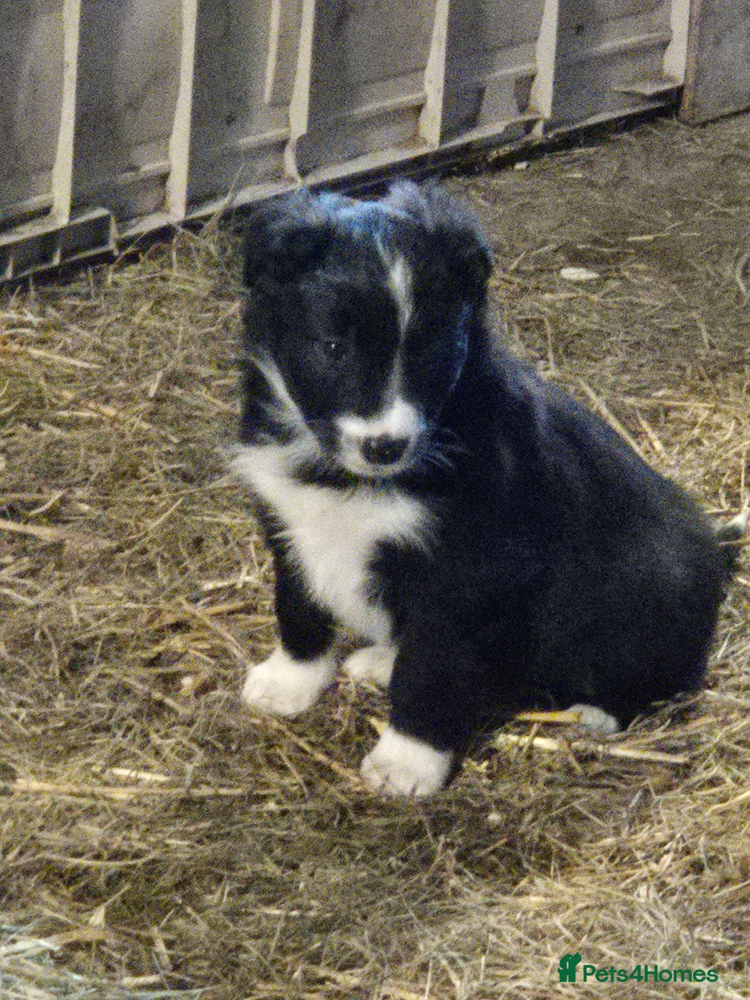 Border Collie dogs for sale: Border Collie Pups - Advert 9