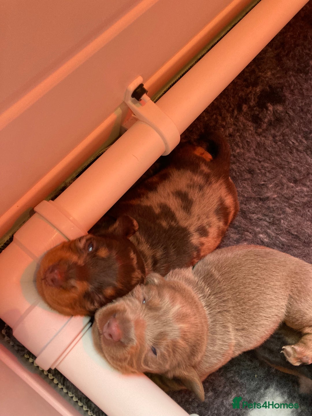 Dachshund dogs for sale: 2 miniature Dashhounds available  - Advert 8