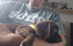 Miniature Dachshund dogs for sale: Miniature dachshund  - Image 7