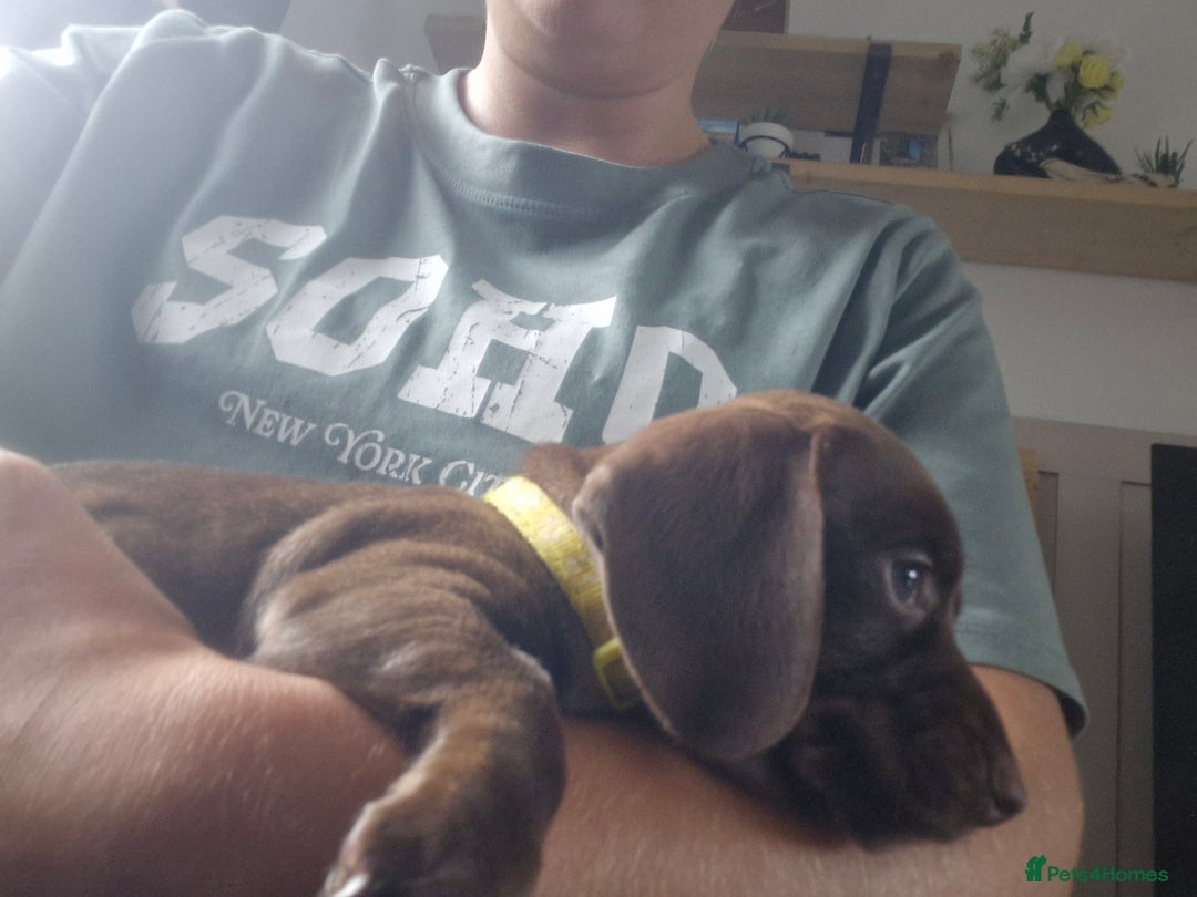 Miniature Dachshund dogs for sale: Miniature dachshund  - Image 7