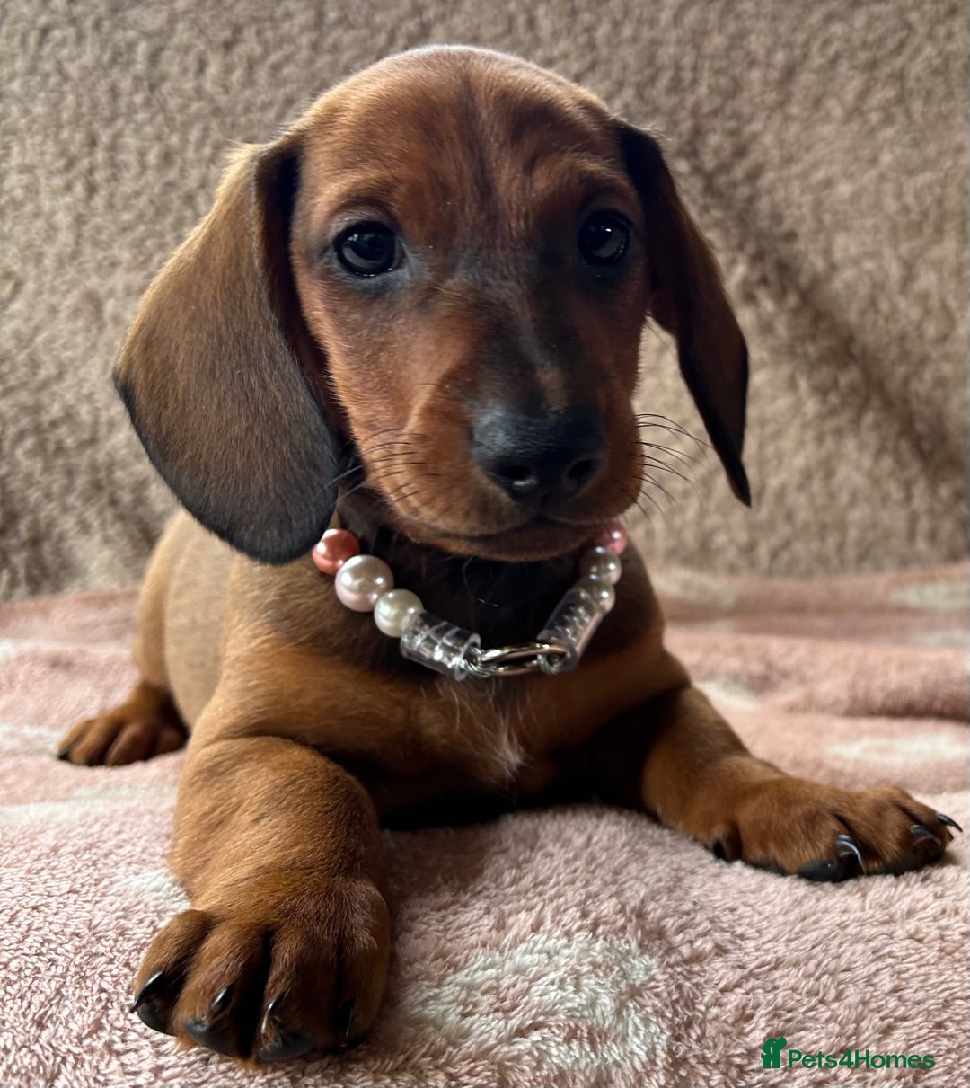 Dachshund dogs for stud: QUALITY KC REG STANDARD SMOOTH DACHSHUND  in Lancaster - Image 6