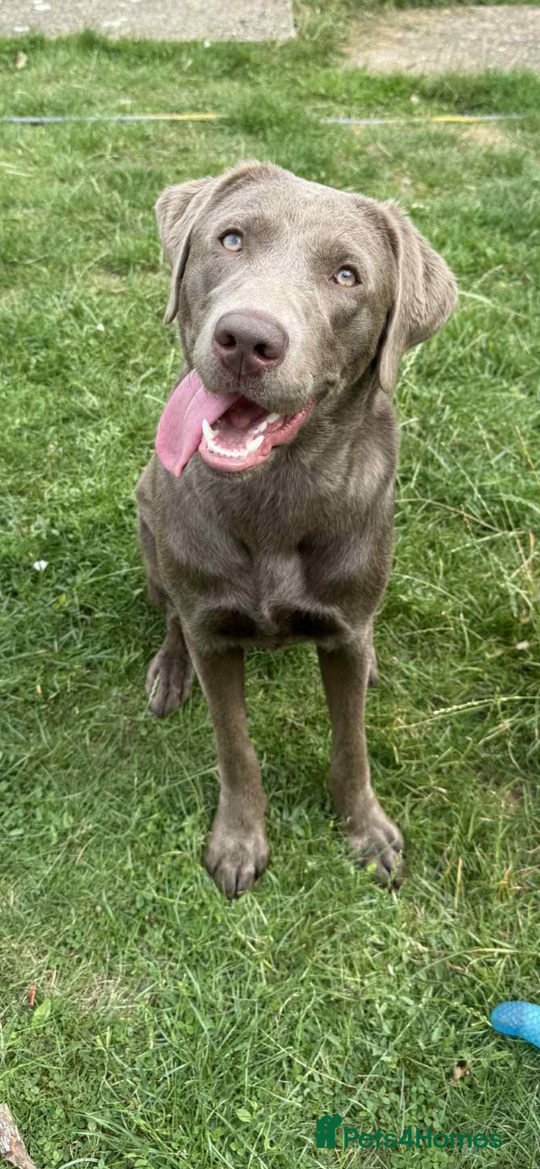 Labrador Retriever dogs for sale:  Silver Labrador retriver - Advert 5