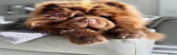 Chow Chow dogs for sale: Chow chow puppies  in Redhill - Advert 8