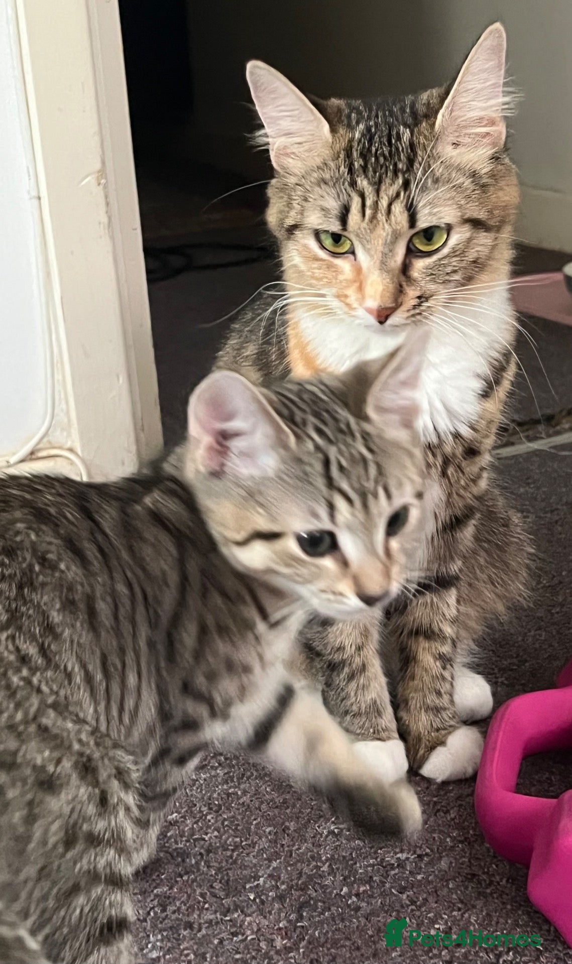 Mixed Breed cats 2 Lovely Tabby Mixed Breed Kittens – 3 Months Old - Advert 11