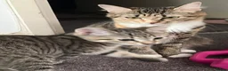 Mixed Breed cats for sale: 2 Lovely Tabby Mixed Breed Kittens – 3 Months Old in London - Advert 1