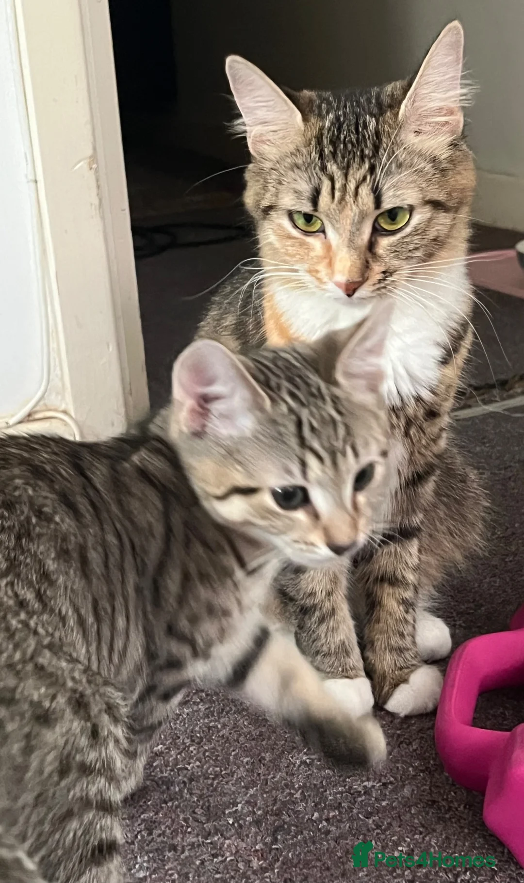 Mixed Breed cats for sale: 2 Lovely Tabby Mixed Breed Kittens – 3 Months Old in London - Advert 1