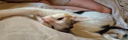 Mixed Breed cats for sale: Gorgeous white calico with different colour eyes - Advert 4