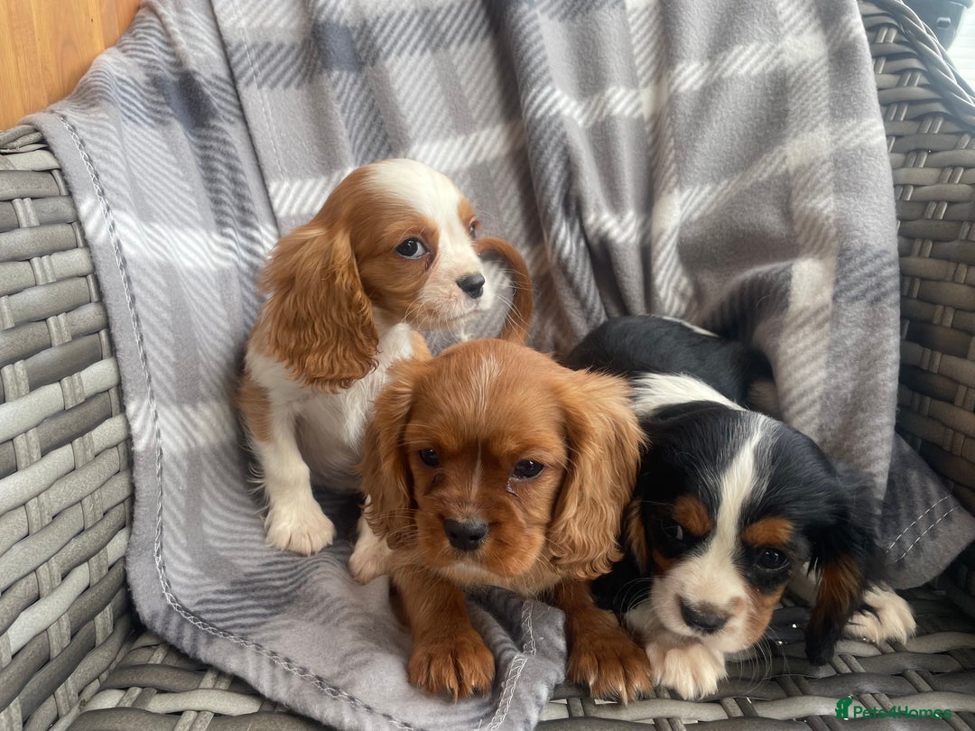 Cavalier King Charles Spaniel dogs for sale: Cavalier King Charles pups - Image 7