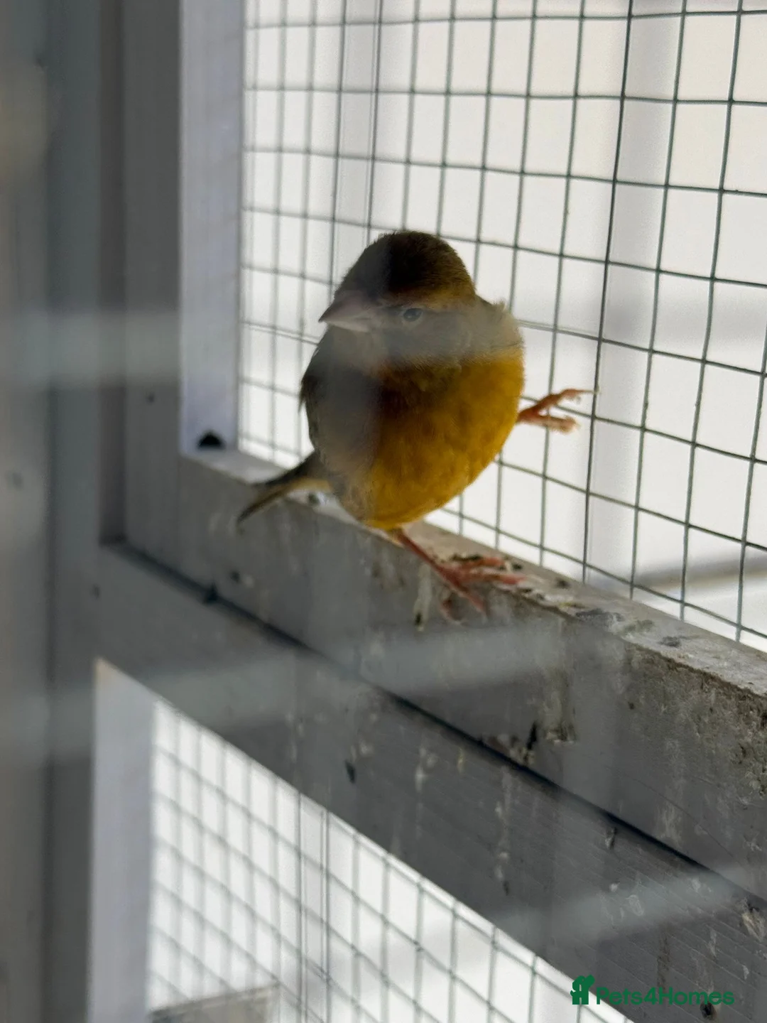 Canaries birds for sale: Raza singing canary cocks only - Advert 2