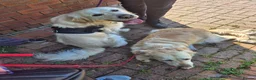 Golden Retriever dogs for stud: Available for stud - Advert 13