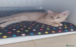 Maine Coon cats for sale: Maine coon x sphynx kittens - Image 10