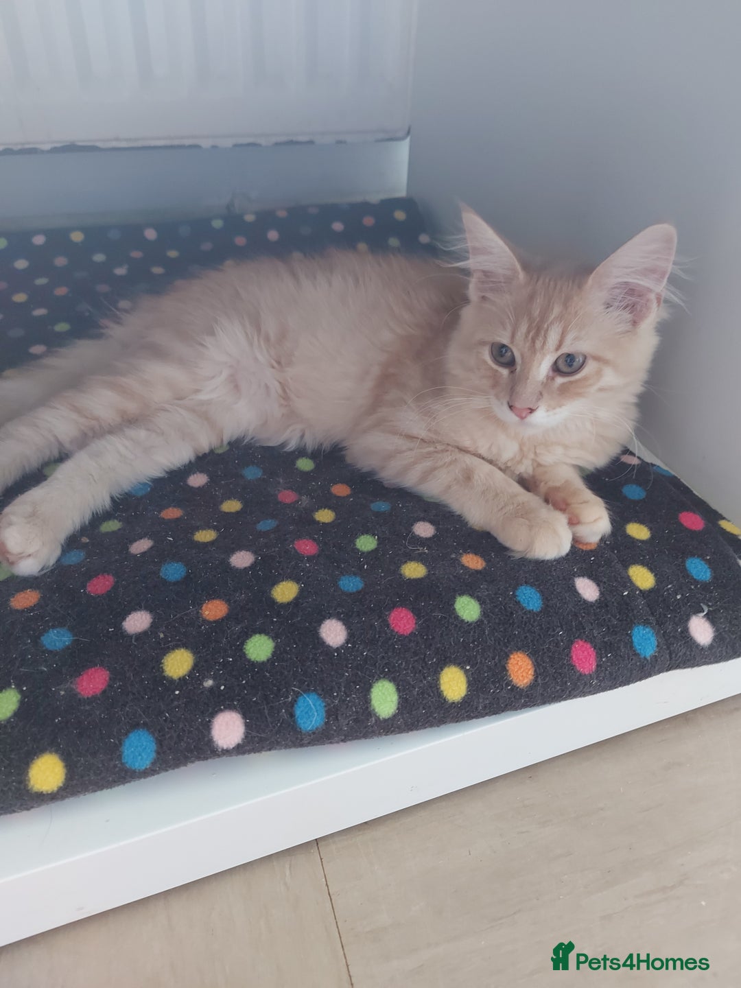 Maine Coon cats for sale: Maine coon x sphynx kittens - Image 10