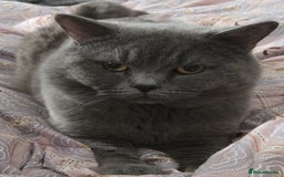 British Shorthair cats for sale: Beautiful British Shorthair Boy.. 😺 - Image 4