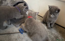 Russian Blue cats for sale: Russian Blue Kittens  - Image 28