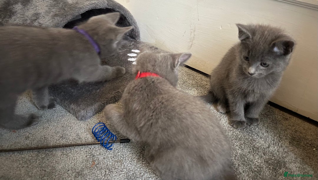 Russian Blue cats for sale: Russian Blue Kittens  - Image 28