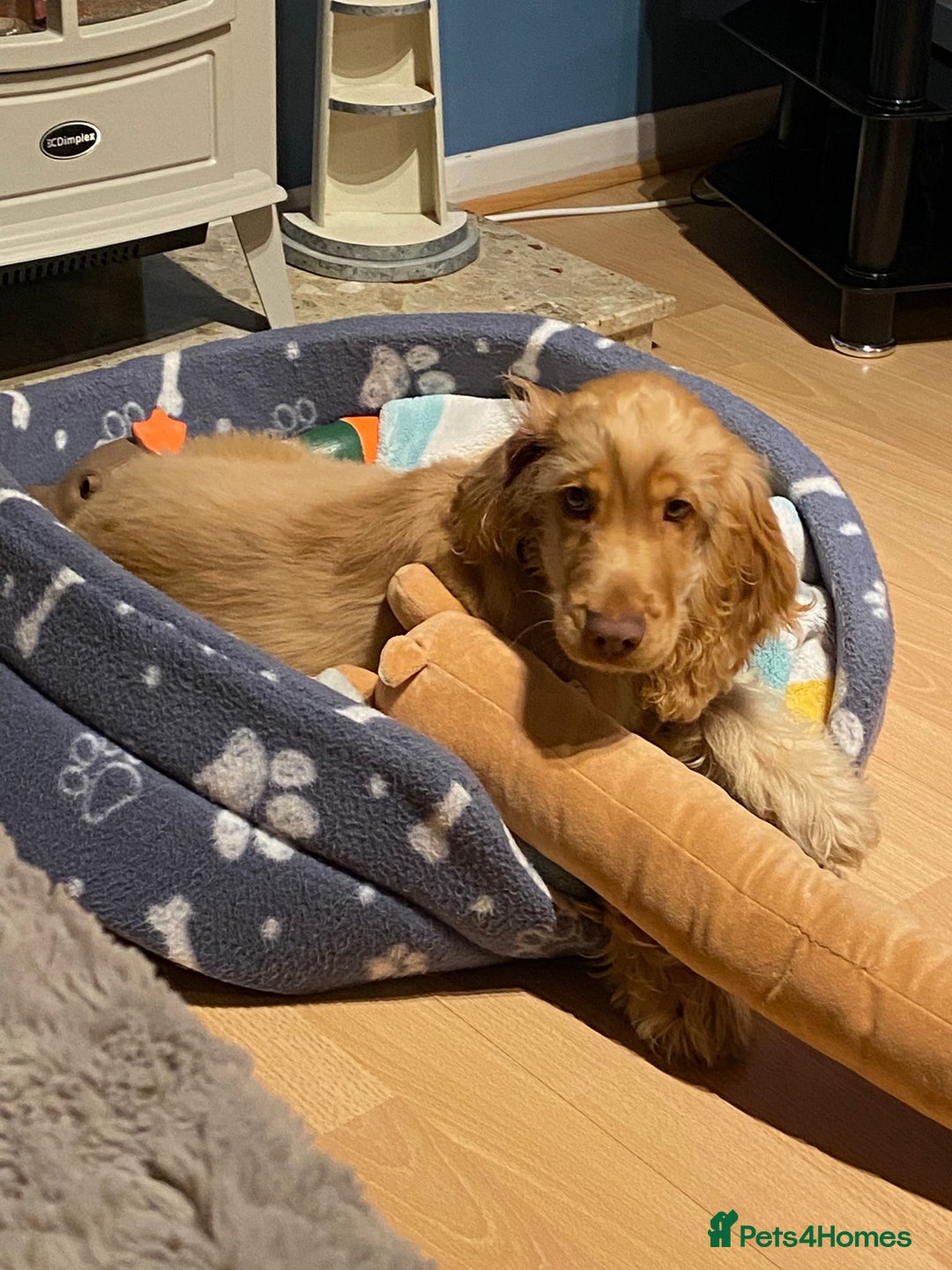 Cocker Spaniel dogs for sale: Cocker Spaniel Puppy Looking for a New Home - Advert 4