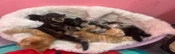 Mixed Breed cats for sale: Beautiful Kittens  - Advert 3