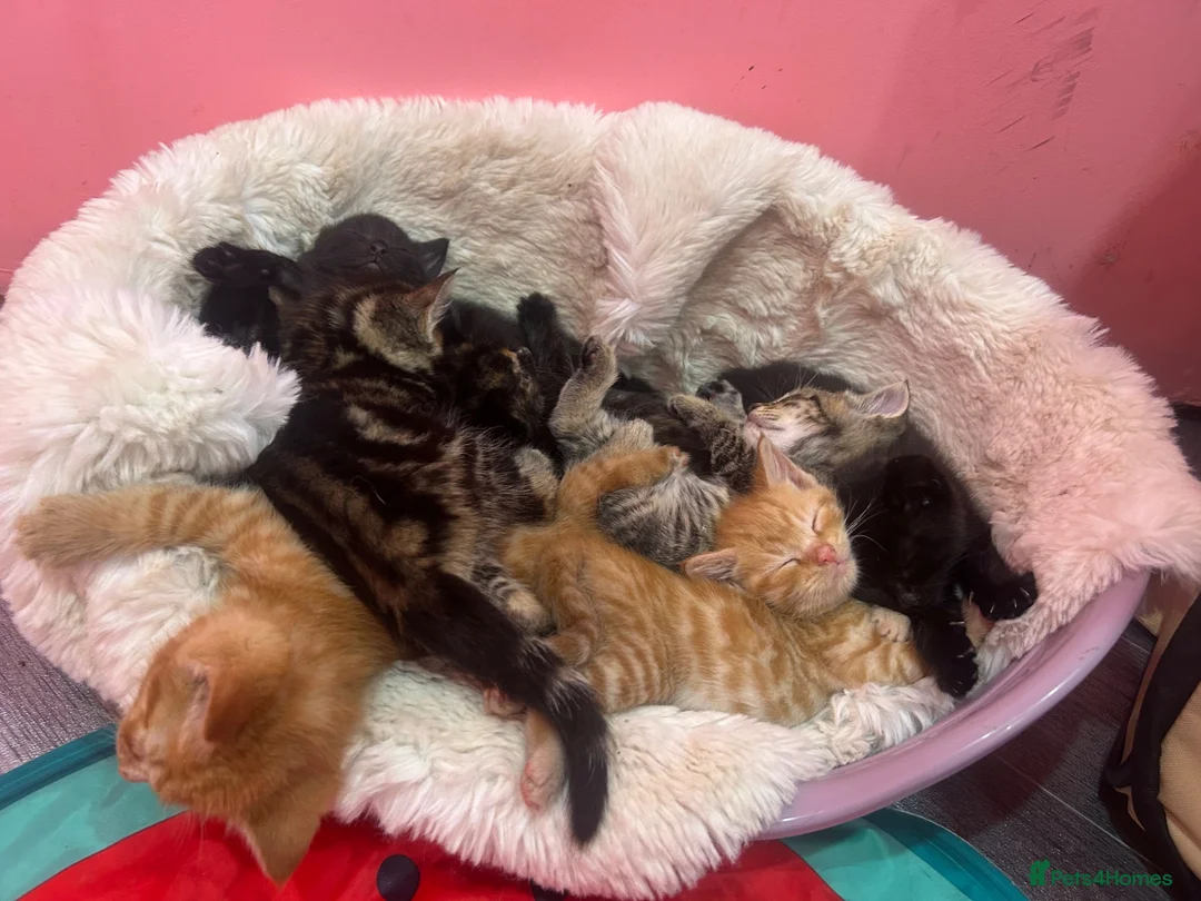 Mixed Breed cats for sale: Beautiful Kittens  - Advert 3