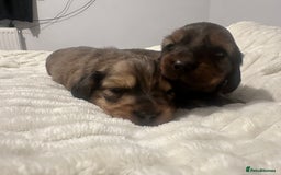 Dachshund dogs for sale:  KC Registered mini long hair Dachshund Puppies  - Image 10