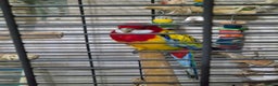 Parrots birds for sale: Pet Rosella  - Advert 2