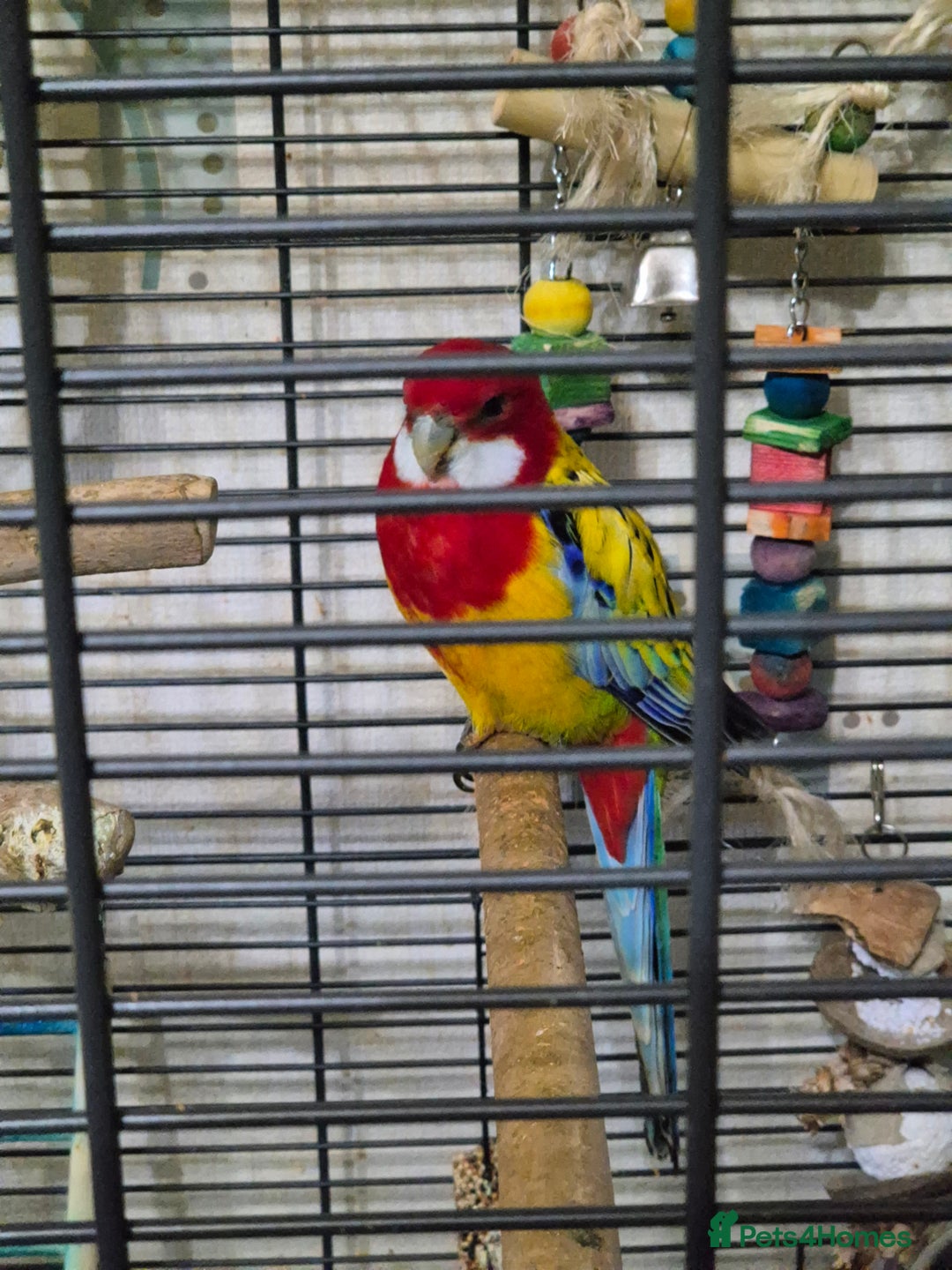 Parrots birds for sale: Pet Rosella  - Advert 2