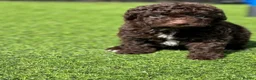 Cockapoo dogs for sale: Beautiful cockerpoos - Advert 10