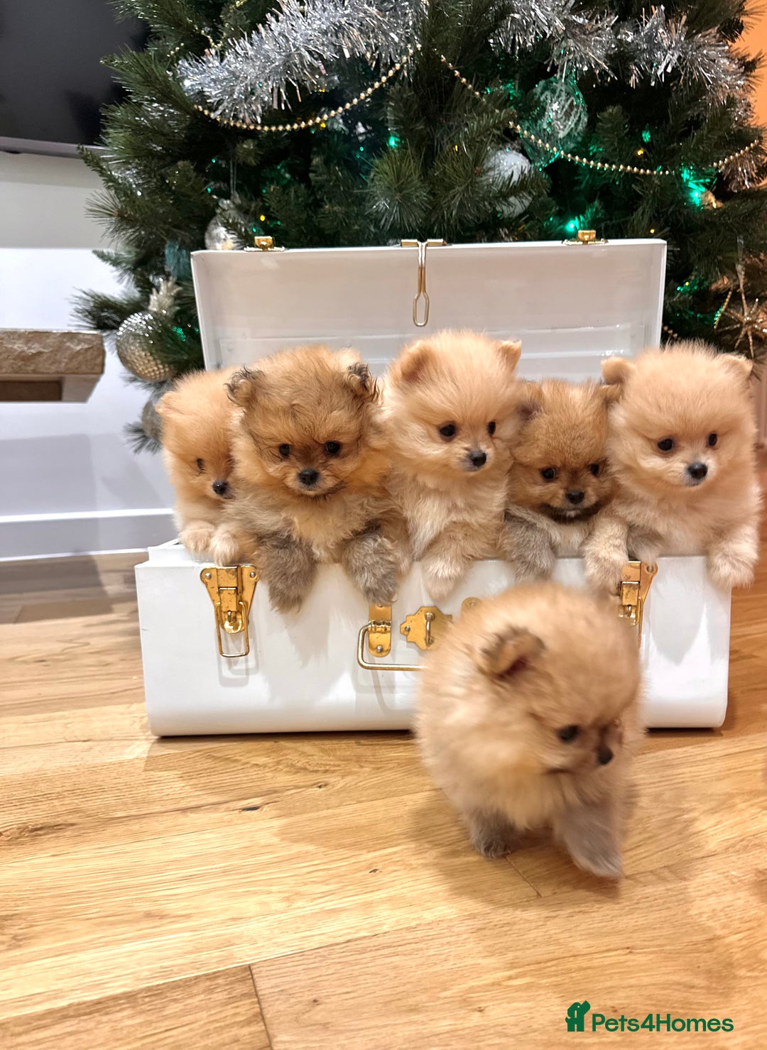 Pomeranian dogs for sale: Pomeranian teddy bear face puppies🐶 - Advert 6