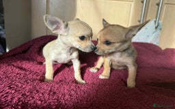 Chihuahua dogs for sale: Adorable chihuahua puppies ready now - Image 1