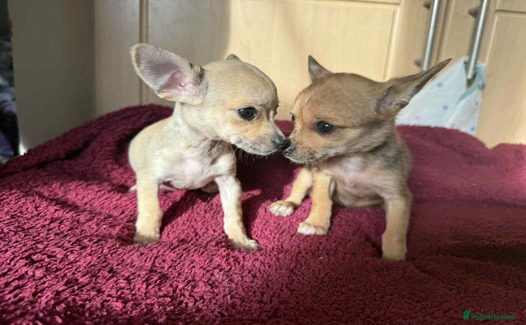 Chihuahua dogs - Advert 1