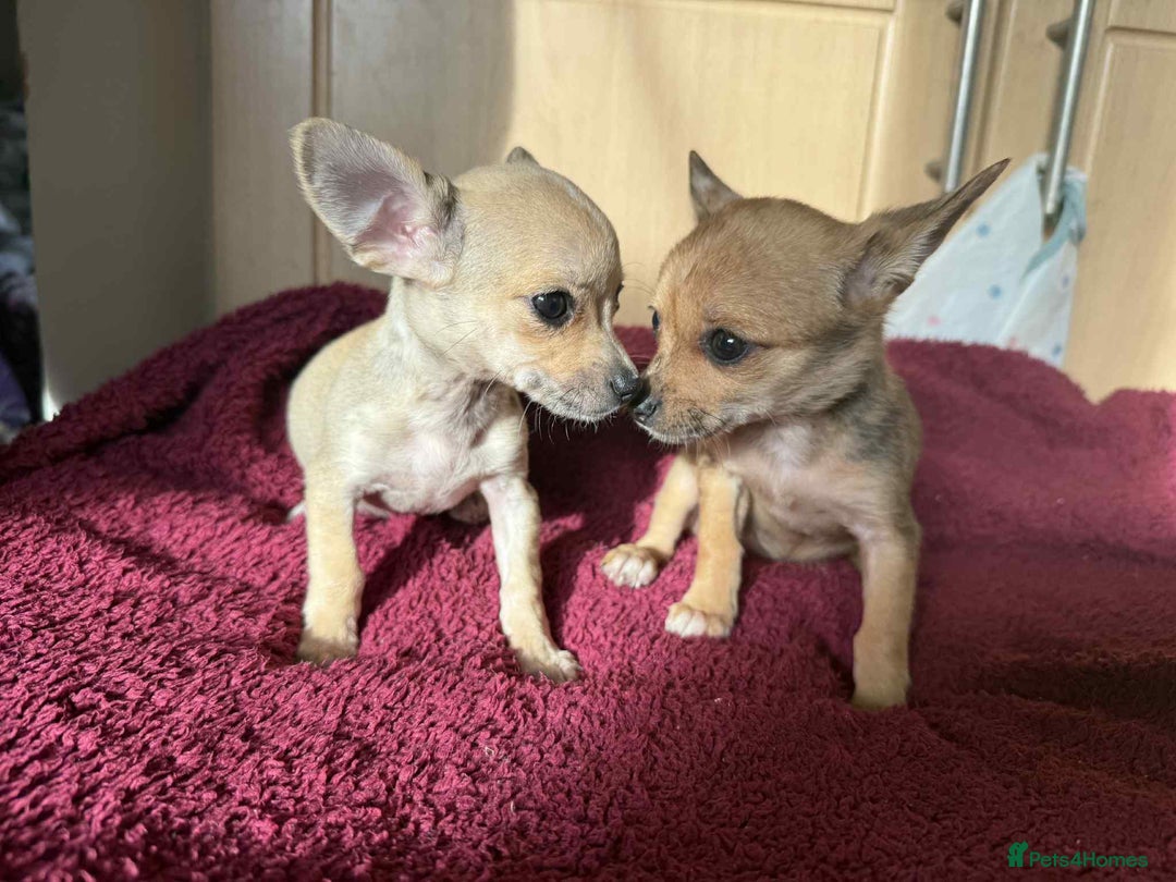Chihuahua dogs for sale: Adorable chihuahua puppies ready now - Image 1