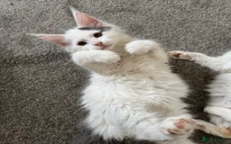 Maine Coon cats for sale: Purebred adorable Maine coon kittens - Image 6