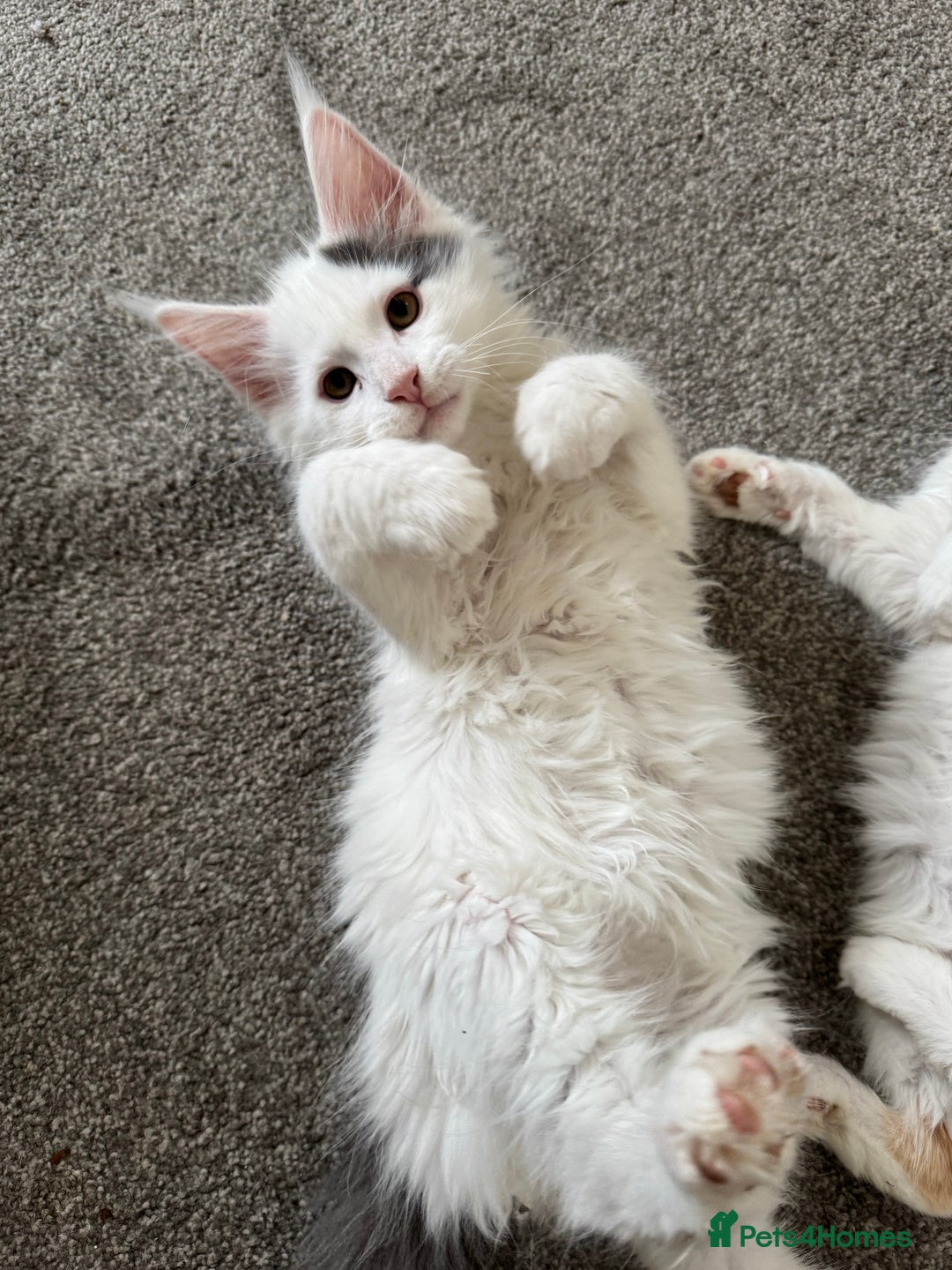 Maine Coon cats for sale: Purebred adorable Maine coon kittens - Image 6