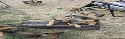 Mixed Breed dogs for sale: Belgium shepherd puppies  - Advert 8