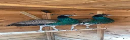Peafowl poultry for sale: 2 Indian Blue Peacocks For Sale  in Blackburn - Advert 3