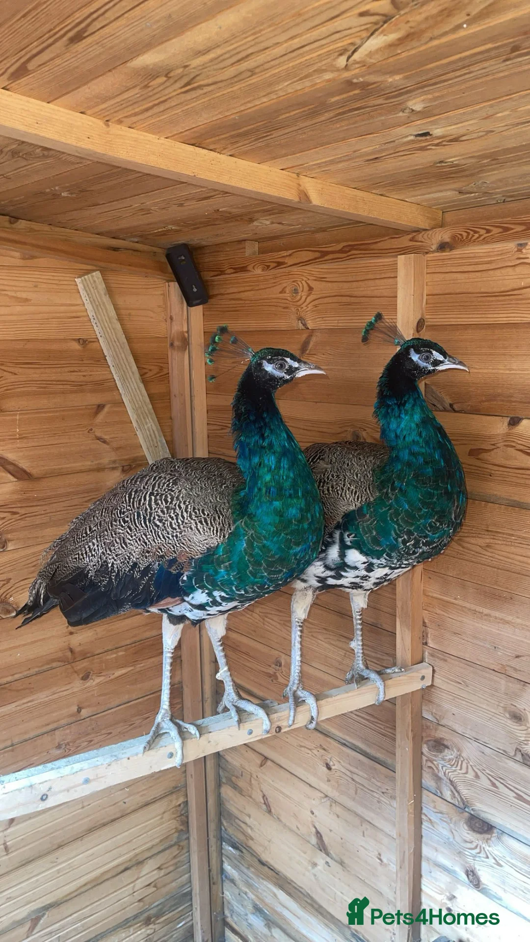 Peafowl poultry for sale: 2 Indian Blue Peacocks For Sale  in Blackburn - Advert 3