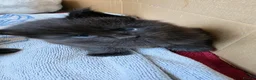 Maine Coon cats for sale: Two beautiful Maine Coon Kittens  in Ashford - Advert 25