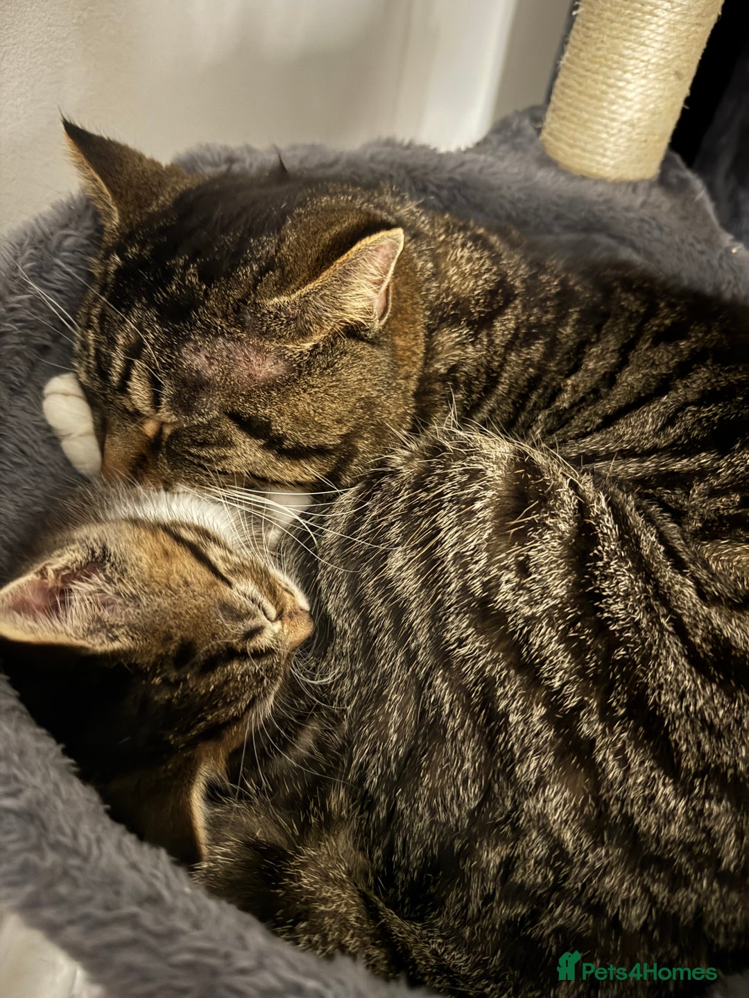 Mixed Breed cats for sale: Pretty Kittens For Sale - Advert 7