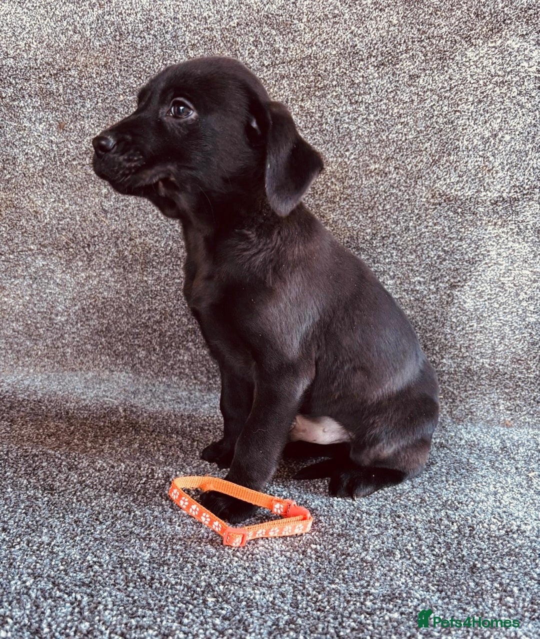 Labrador Retriever dogs for sale: Beautiful Black KC Reg Labrador Pups - Advert 7