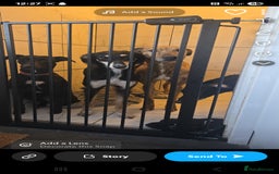 Mixed Breed dogs for sale: Saluki  bitch in Chester-le-Street - Image 3