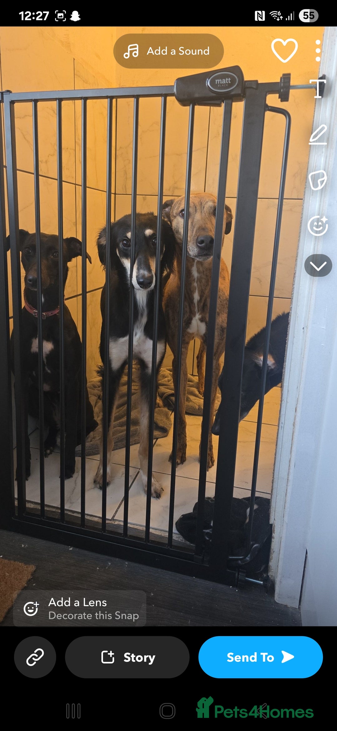Mixed Breed dogs for sale: Saluki  bitch in Chester-le-Street - Image 3