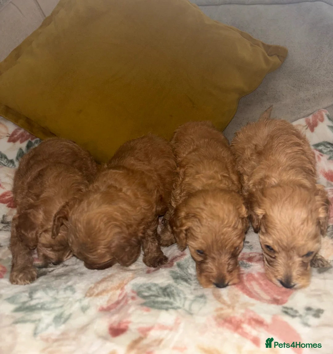 Cockapoo dogs for sale: Beautiful cockapoo puppies  in Montrose - Advert 2