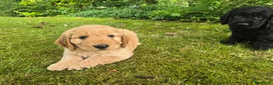 Cockapoo 1
