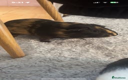Guinea Pig rodents for sale: 2 male guinea pigs  - Image 2