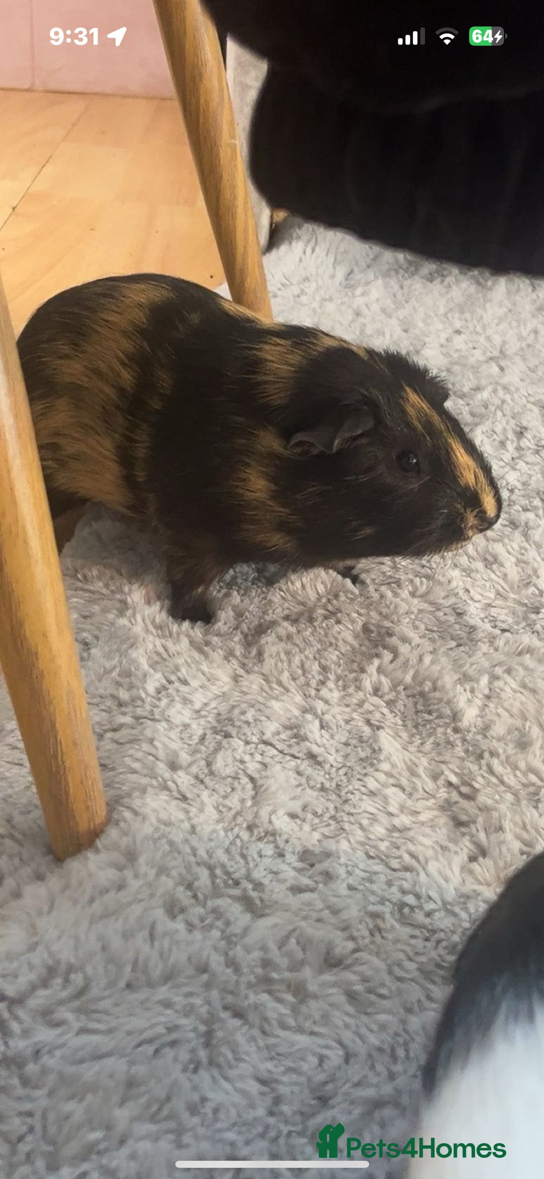 Guinea Pig rodents for sale: 2 male guinea pigs  - Image 2