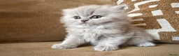 British Shorthair cats for sale: Best Quality Clasic BSH LILAC KITTENS - Advert 5
