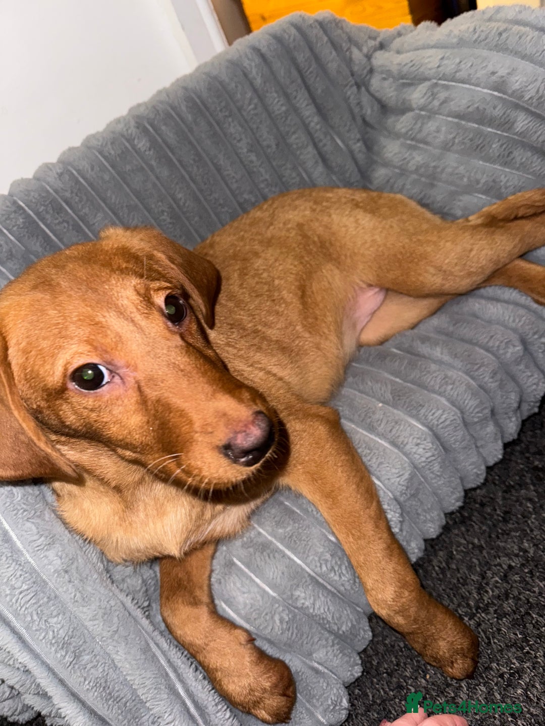 Labrador Retriever dogs for sale: Labrador puppies  - Advert 5