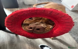 Mixed Breed dogs for sale: Beautiful cane corso NALA - Advert 7