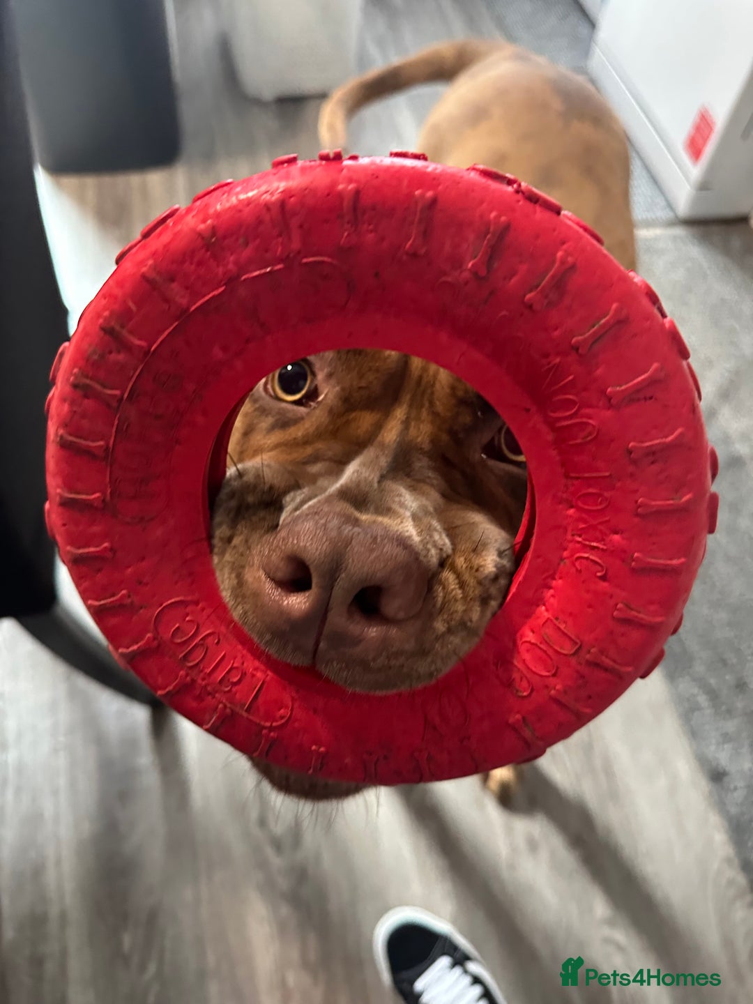 Mixed Breed dogs for sale: Beautiful cane corso NALA - Advert 7