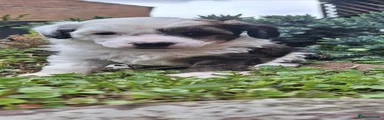 Chinese Crested Puppy 1