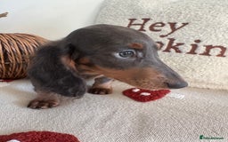 Miniature Dachshund dogs for sale: Miniature dachshund puppies  - Image 12